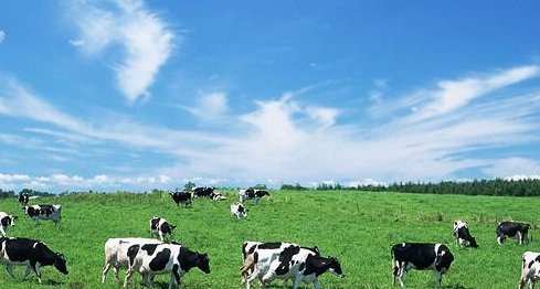 畜牧業(yè)與養(yǎng)殖業(yè)的本質(zhì)區(qū)別及發(fā)展現(xiàn)狀