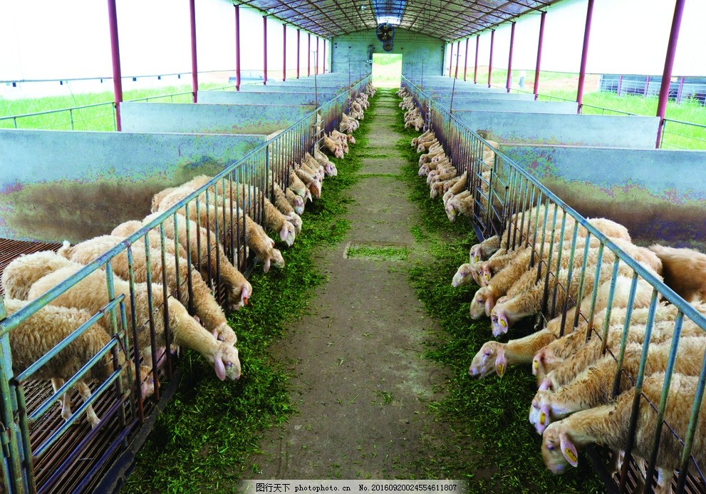 肉羊養(yǎng)殖場(chǎng)的科學(xué)管理與發(fā)展策略
